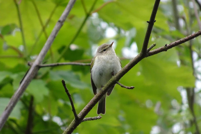 A small brown bird on a branch