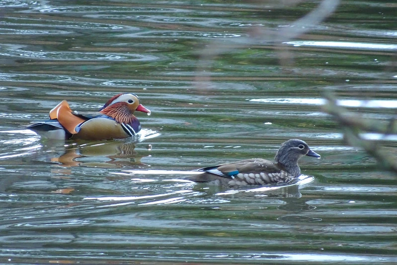 A male and female mandarin duck swimming