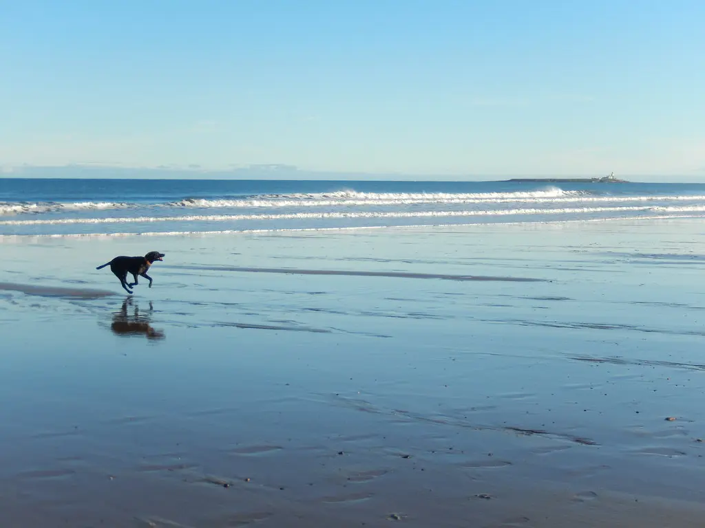 Beach under blue sky with a dog running and a distant island