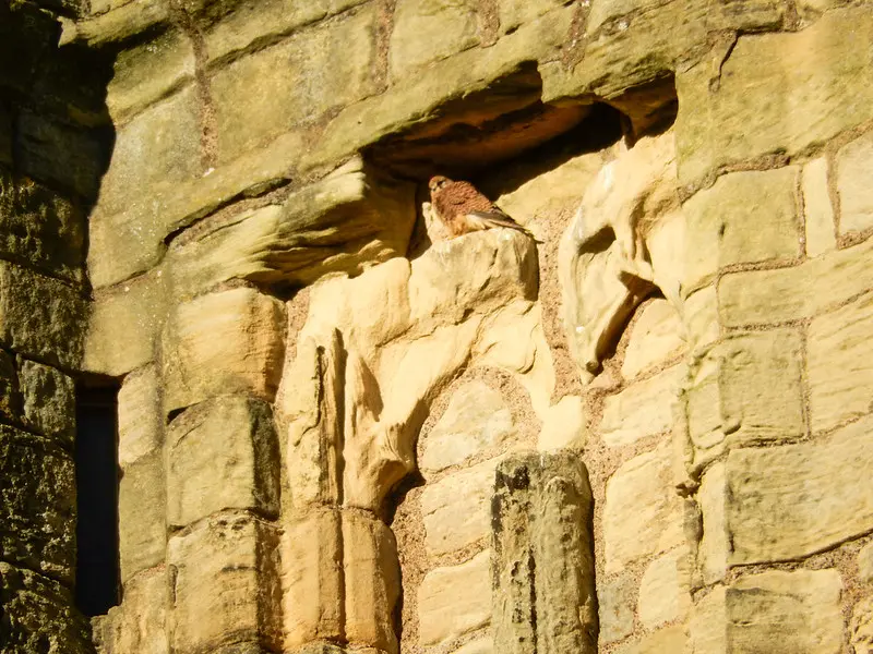 Female kestrel in a recess in a castle wall