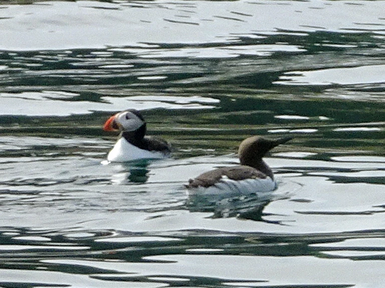 Puffin and guillemot swimming