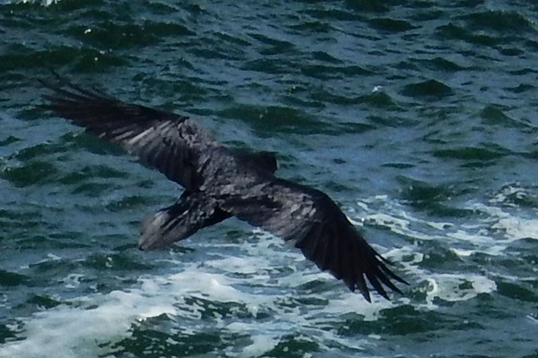 Raven flying over the sea; it has a diamond-shaped tail