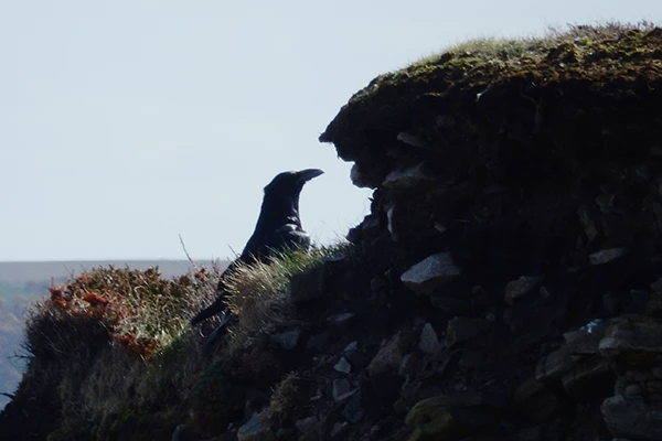 Raven on a cliff; much of its torso is hidden behind the grass