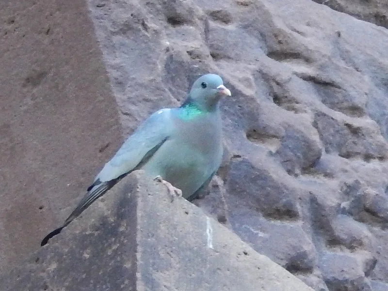 Stock dove amid brickwork