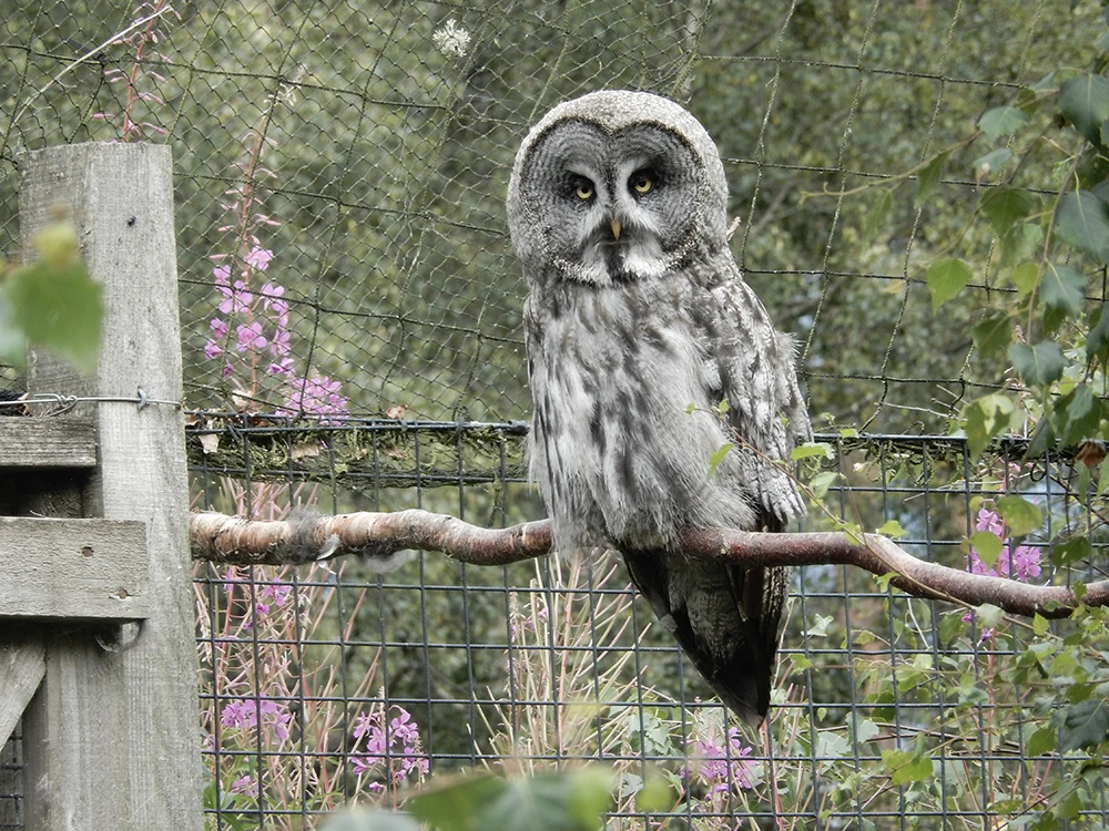 Large grey bird perched on a branch