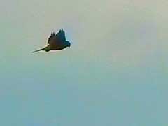 A Kestrel Flying