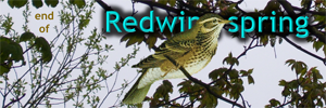 Footer: end of "Redwing spring" series of articles